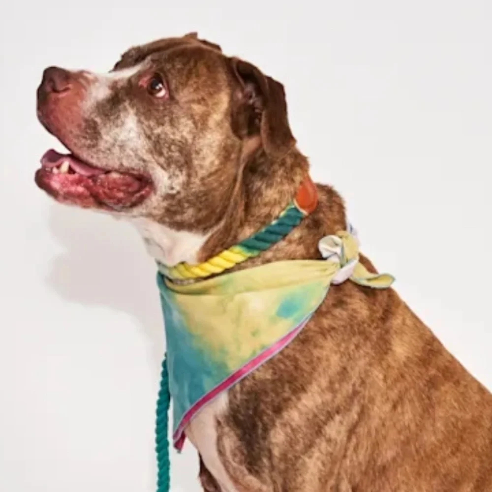 NWT Found My Animal rope Leather dog collar M & L